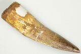 2.51" Spinosaurus Tooth - Real Dinosaur Tooth - #202141-1